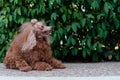 Cute funny furry dog looking to the side with a bush behind on the street Royalty Free Stock Photo