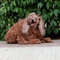 cute furry brown dog that is happy resting after a walk. Pretty smiling puppy in a bush Royalty Free Stock Photo