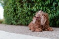 Cute shaggy brown dog taking a break in front of a bush while looking to the side Royalty Free Stock Photo