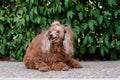 Extremely hairy brown dog looking to the side on the sidewalk next to a bush with his mouth open Royalty Free Stock Photo