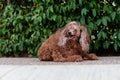 Nice small brown dog with a bow on his head resting on the sidewalk in front of a bush and a smiling look Royalty Free Stock Photo