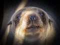 A little brown fur seal Arctocephalus pusillus looking to the camera, Cape Cross, Namibia. Royalty Free Stock Photo