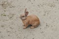 rabbit and sand Royalty Free Stock Photo