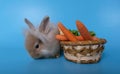 A little brown furry rabbit lying near the basket. In the basket there are carrots placed on a pink background