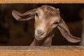 Little brown goat Royalty Free Stock Photo