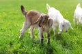 Little brown goat kid grazing, grass leaf in her mouth. More goa Royalty Free Stock Photo