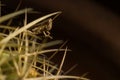 A little brown grasshopper ambush in the cactus Royalty Free Stock Photo