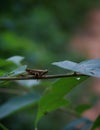 little brown grasshopper on green plant Royalty Free Stock Photo