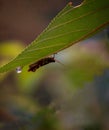 little brown grasshopper on green plant Royalty Free Stock Photo