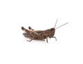 Little brown grasshopper Royalty Free Stock Photo