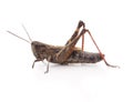 Little brown grasshopper Royalty Free Stock Photo