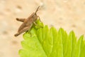 A little brown grasshopper sits on green leaf Royalty Free Stock Photo