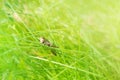 Little brown grasshopper sitting on a blade of grass in beautiful sunlight macro close-up background with blurred green soft Royalty Free Stock Photo