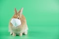 Little brown hair color rabbit with face mask sit on green screen or background. Concept of symbol of protection from Covid-19 or