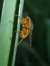 Little brown hairy fly