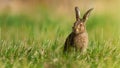 Little brown hare sitting on grassland in spring nature Royalty Free Stock Photo