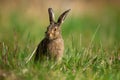 Little brown hare sitting on grassland in spring nature Royalty Free Stock Photo