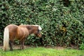 Little brown horse, Shetland pony, grazes on green grass, green tree background Royalty Free Stock Photo