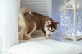 Little brown Husky puppy on the pillow, behind the Christmas lights