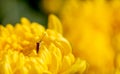 Little brown insect on yellow chrysanthemum flowers or Thai name call Mam Chompoo with yellow and green background Royalty Free Stock Photo