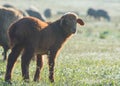 Little brown lamb in the pasture. Sheep breeding fine-fleeced Royalty Free Stock Photo