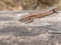 Little brown lizard sitting on old log in nature Royalty Free Stock Photo