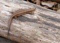 Little brown lizard sitting on old log in nature Royalty Free Stock Photo