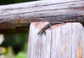 Little brown lizard Royalty Free Stock Photo