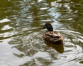 mallard floating in the water