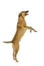 Little brown mixed breed dog jumping for a treat sideways in white background