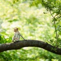 Little brown monkey in forest park sits on branch and is enjoying, lonely, absentminded and imagination in autum.