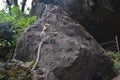 A little brown monkey sits on a large stone surrounded by greenery, holds a banana in its paws and mouth, and looks away Royalty Free Stock Photo