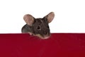 Little brown mouse Royalty Free Stock Photo