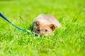 Little brown playful puppy hiding in green grass