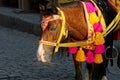 A little brown pony in a colored harness Royalty Free Stock Photo