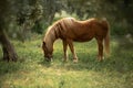 Little brown pony eats grass in the garden Royalty Free Stock Photo