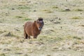 Little Brown Pony In Grass Field