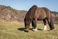 Little Brown Pony Grazing on a field in early spring Royalty Free Stock Photo