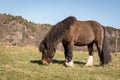 Little Brown Pony Grazing on a field in early spring Royalty Free Stock Photo