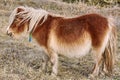 Little Brown Pony Royalty Free Stock Photo