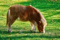 Pony Grazing on a Lown Royalty Free Stock Photo