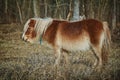 Little Brown Pony Royalty Free Stock Photo