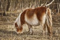 Little Brown Pony Royalty Free Stock Photo