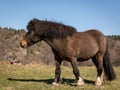 Little Brown Pony standing alone on a field in early spring Royalty Free Stock Photo