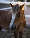 Little Pony in Evening Light