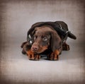 Little brown puppy Doberman lies in a large collar for an adult