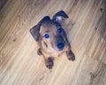 Little Brown Puppy Pincher sits on a pilot and watches the thoughtful look