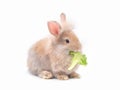 Little brown rabbit eating green vegetable isolated on white background.