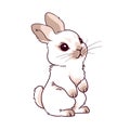 little brown rabbit