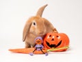 Rabbit with carrot and Jack. Royalty Free Stock Photo